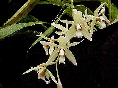 Coelogyne trinervis